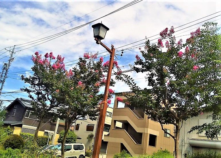 遊歩道の秋空🌥