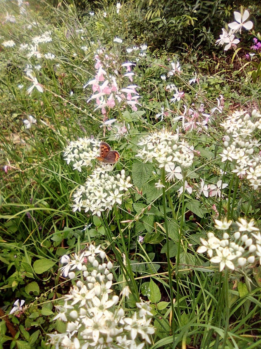 今日の庭:ガウラとセージと汚い🦋