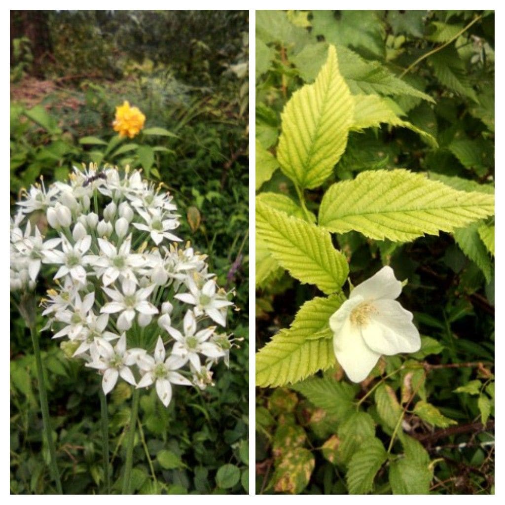 今日の庭:ガウラとセージと汚い🦋