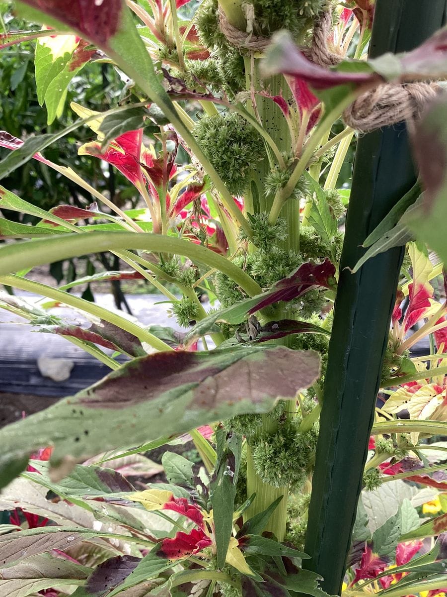 今日は❤️💛💚葉鶏頭の花に注目💕