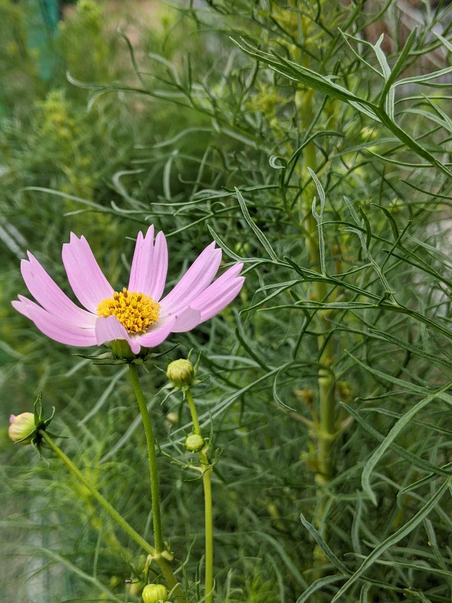 じゃがいもの植え付け