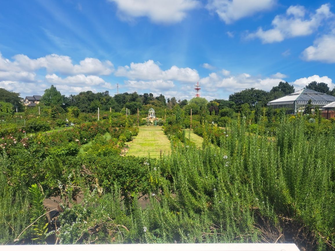 久し振りのバラ園