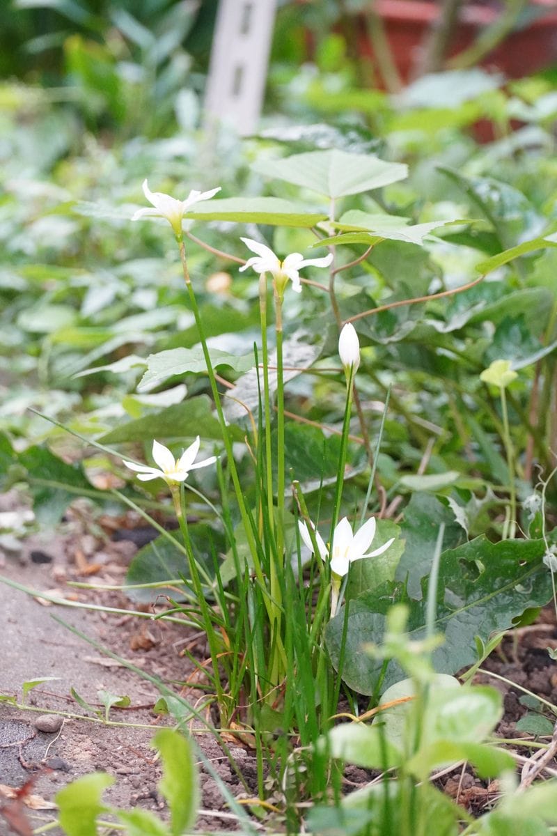 玉すだれの蕾