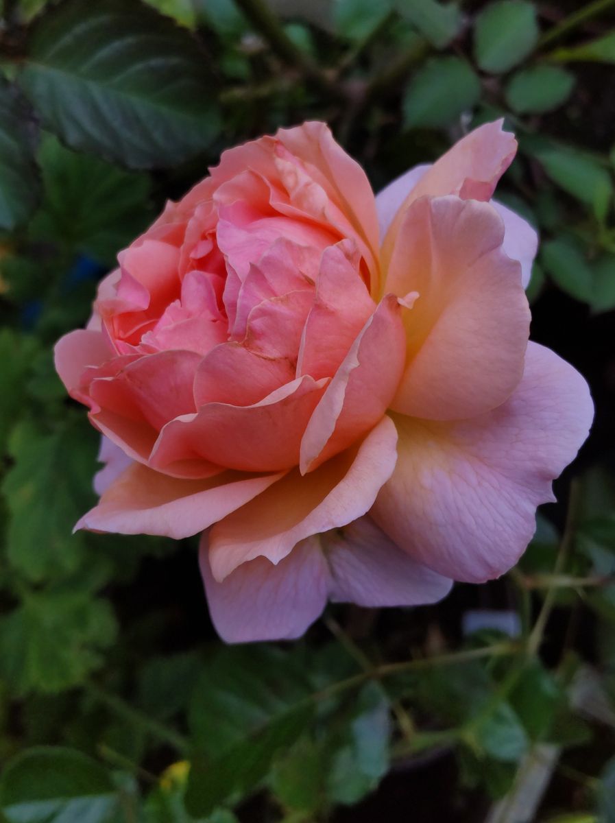 曇りの朝開花の薔薇🌹プシュケ