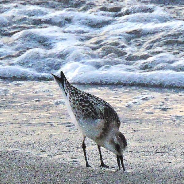 波打ち際の野鳥～ミユビシギ