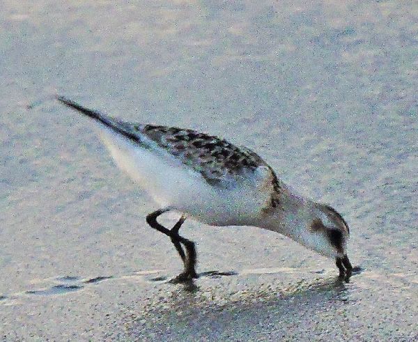 波打ち際の野鳥～ミユビシギ