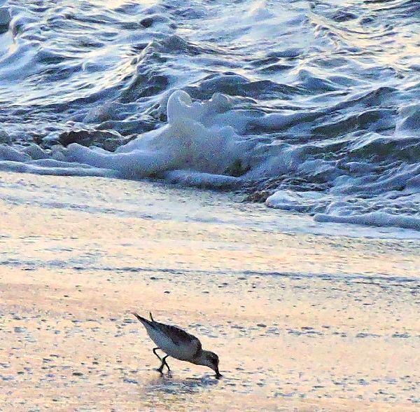 波打ち際の野鳥～ミユビシギ