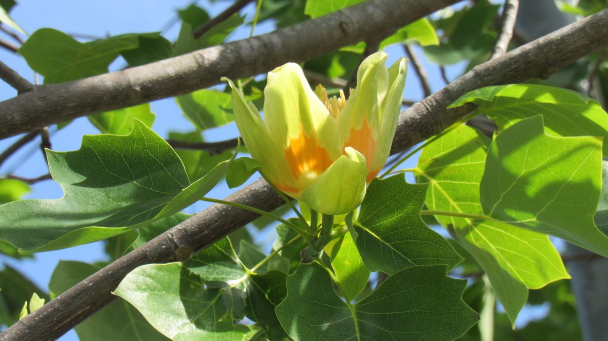 プラタナス 鈴懸の木 の花についての質問です写真1 と2 は近所 園芸相談q A みんなの趣味の園芸