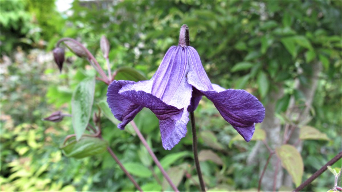 家にあるクレマチス
地植えにしたら年々花付きが悪くなったので...