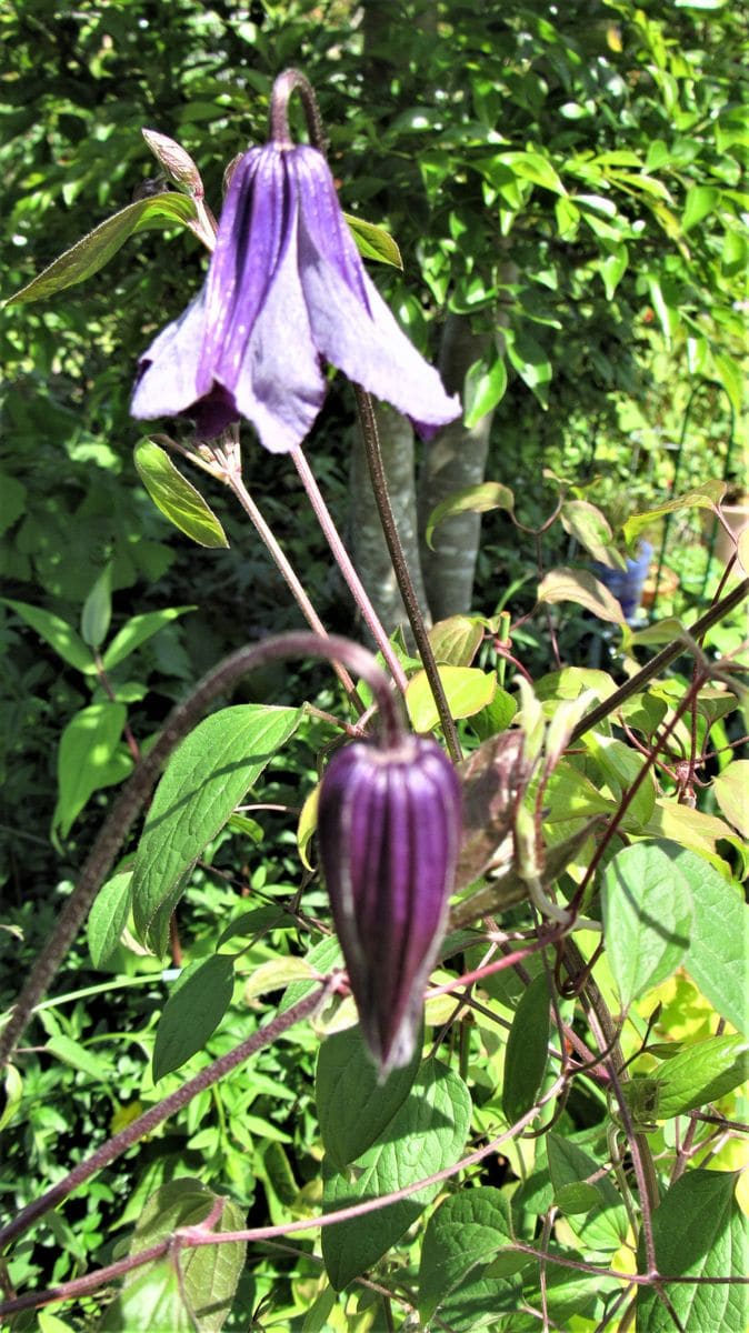 家にあるクレマチス
地植えにしたら年々花付きが悪くなったので...