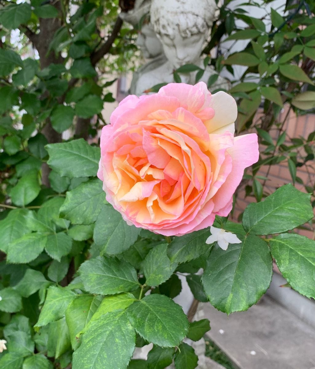 黄色とピンクの混じったバラです 名前を教えてください 職場 園芸相談q A みんなの趣味の園芸