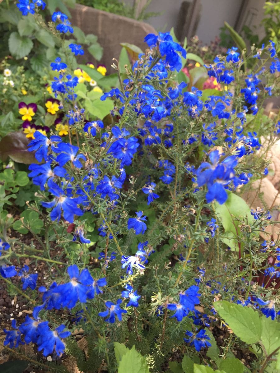 近所で、きれいな青い花を見つけました。
庭に植えたいと思うの...