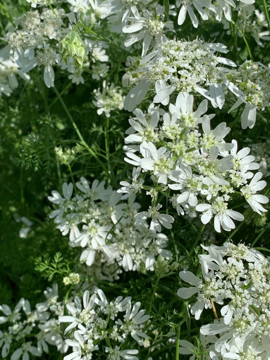何という花でしょうか 近隣の公園で見つけました 白い小花が 園芸相談q A みんなの趣味の園芸