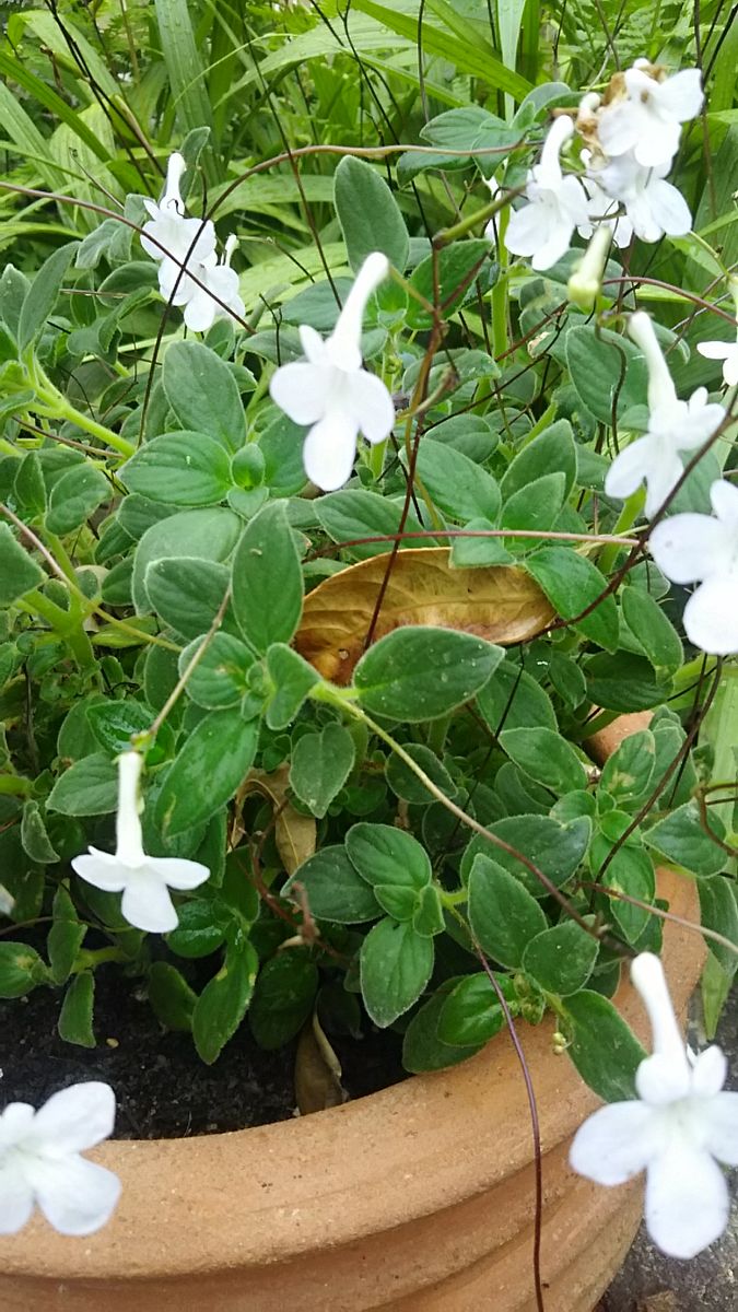 お花の名前を教えて下さい。
葉が厚く、うぶ毛のようなものが生...