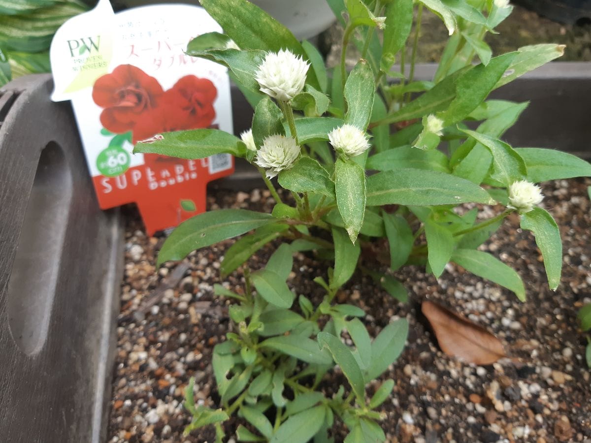 5月10日に買ったカリブラコアスーパーベルと以前から植えてる...