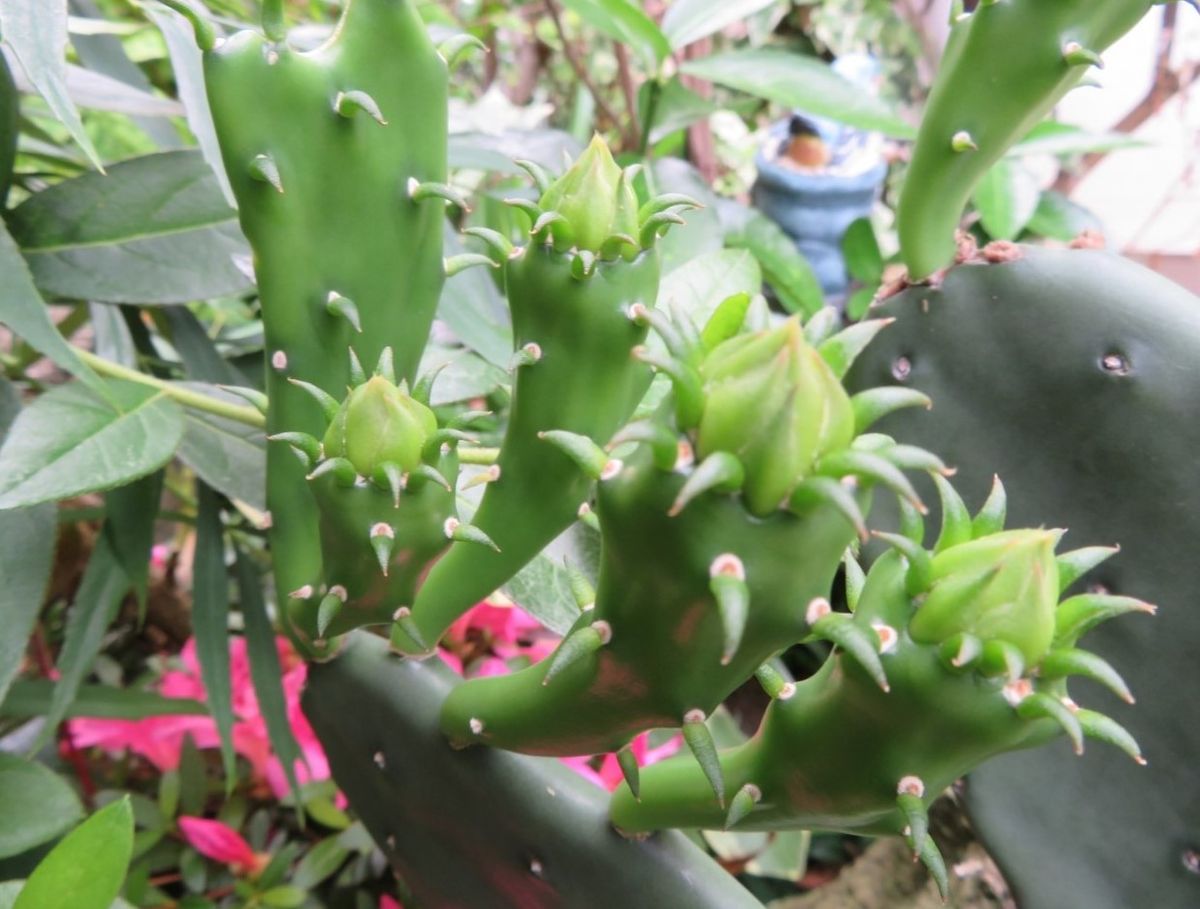 庭先に植えているウチワサボテンに花蕾みらしきものが、たくさん...