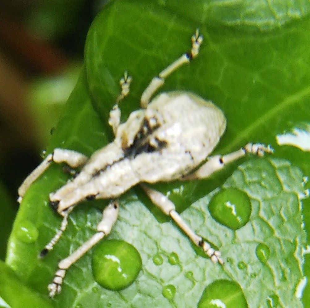 庭の鉢植えのヤツデ（高さ50㎝ぐらい）に昨日白い虫が2匹いた...