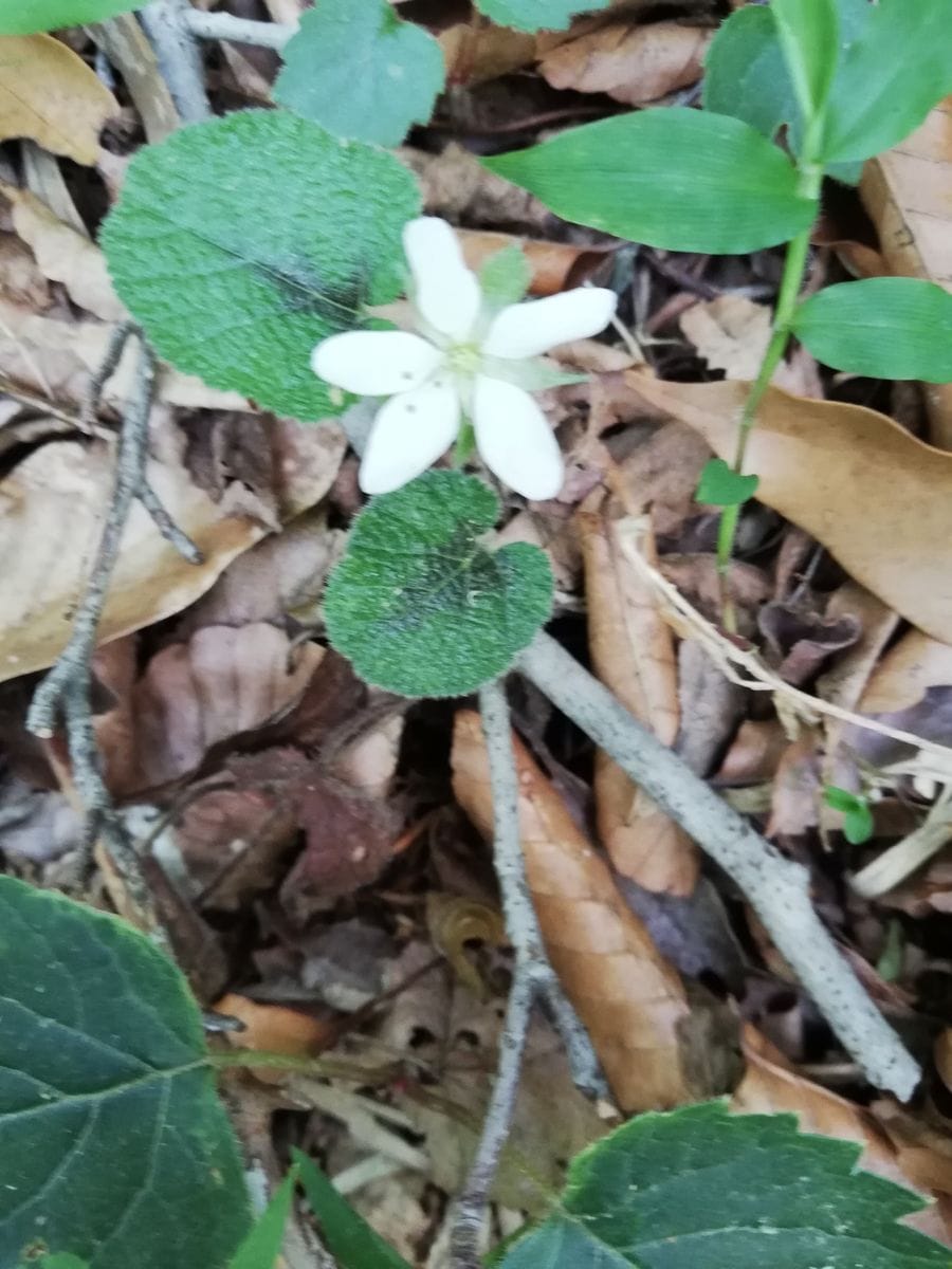 箱根の山で見ました。名前をご存じの方教えてください。
たくさ...