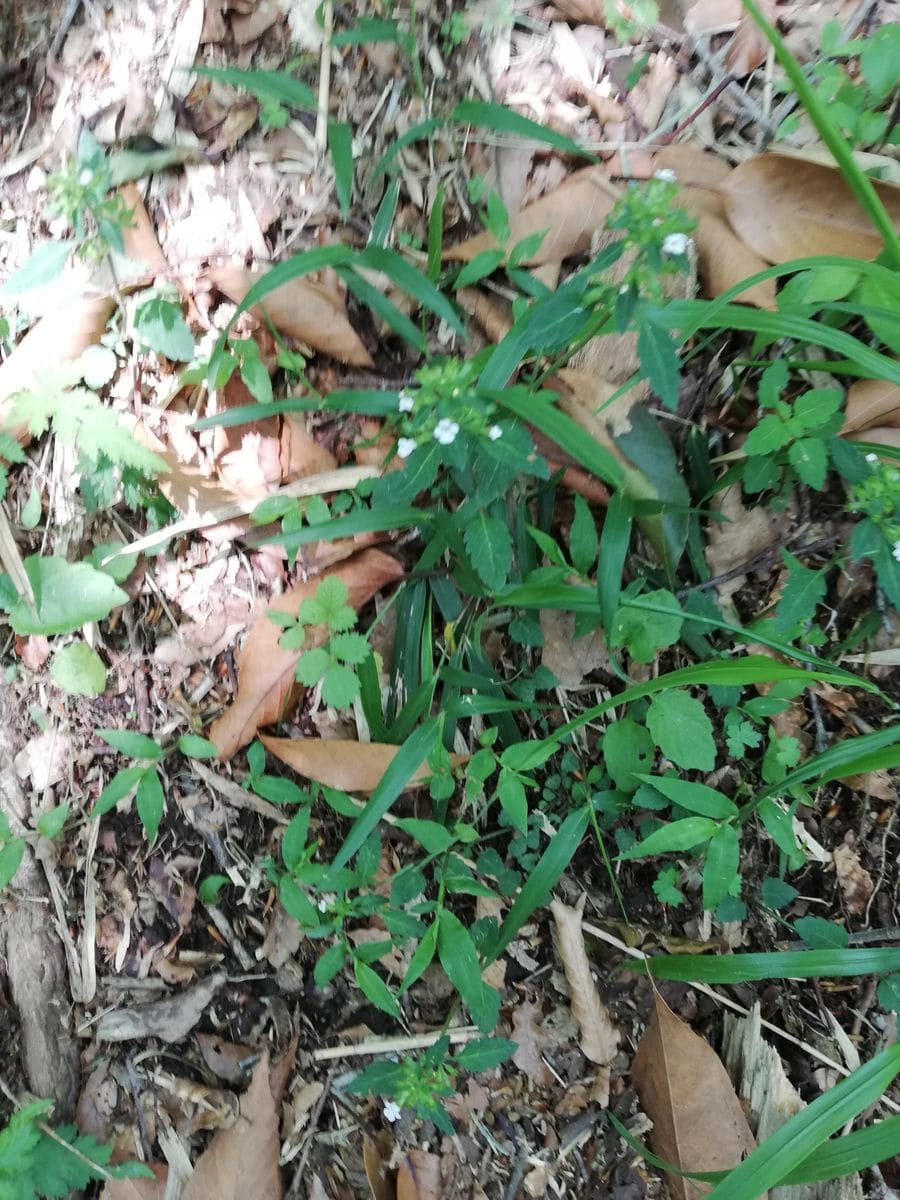 箱根の山で見ました。名前をご存じの方教えてください。
たくさ...