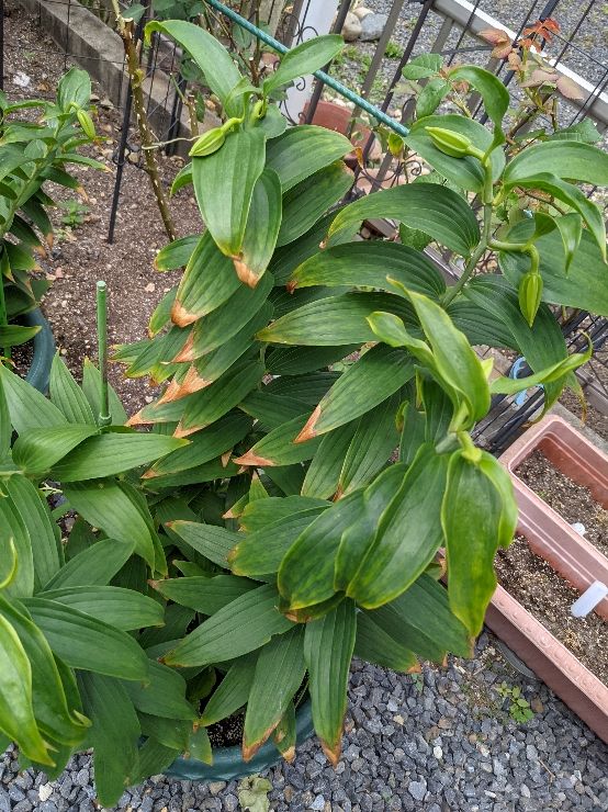 ３年前の球根から倍々に増えて、
３鉢に別けて植え付けたカサブ...