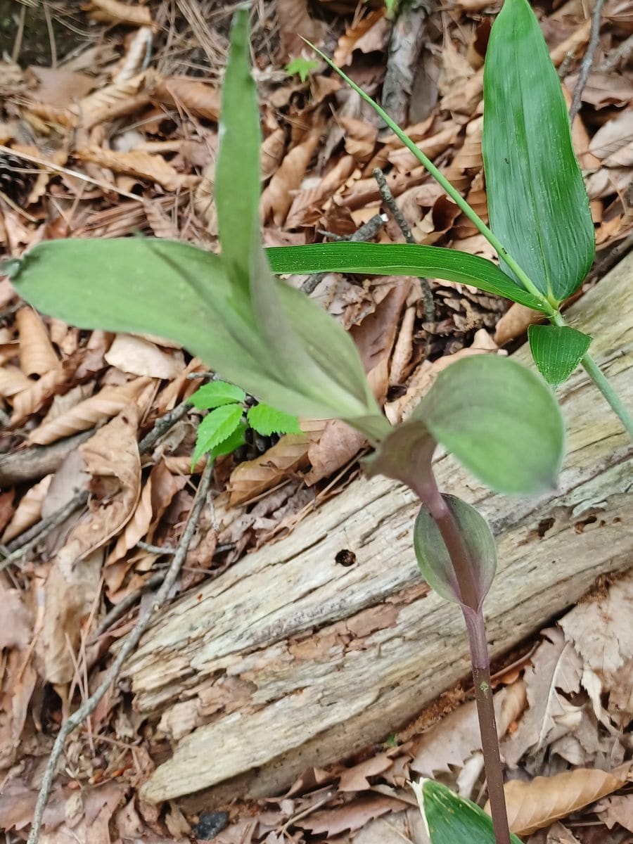 いつもありがとうございます。

写真の植物なんですが、カキラ...