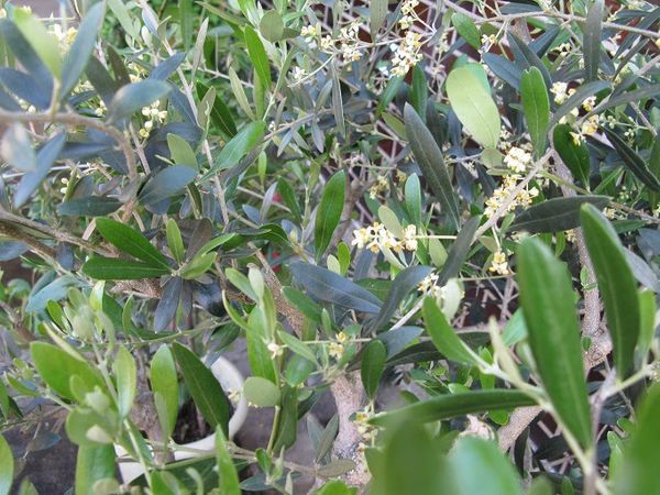 毎年オリーブの花は咲くのですが実がなりません！
今年も花咲い...