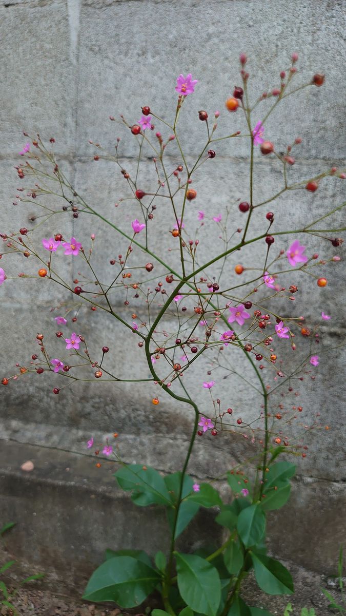 こんにちは 毎年裏庭に咲く草花です ピンクの小さな花と赤い 園芸相談q A みんなの趣味の園芸