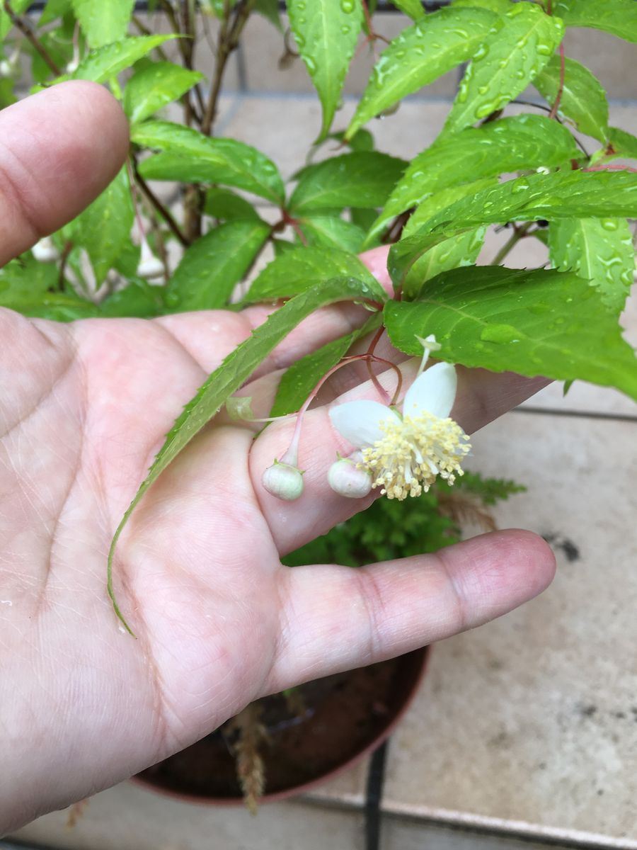 この花の名前を教えて下さい。
数年前に山野草のお店で購入しま...