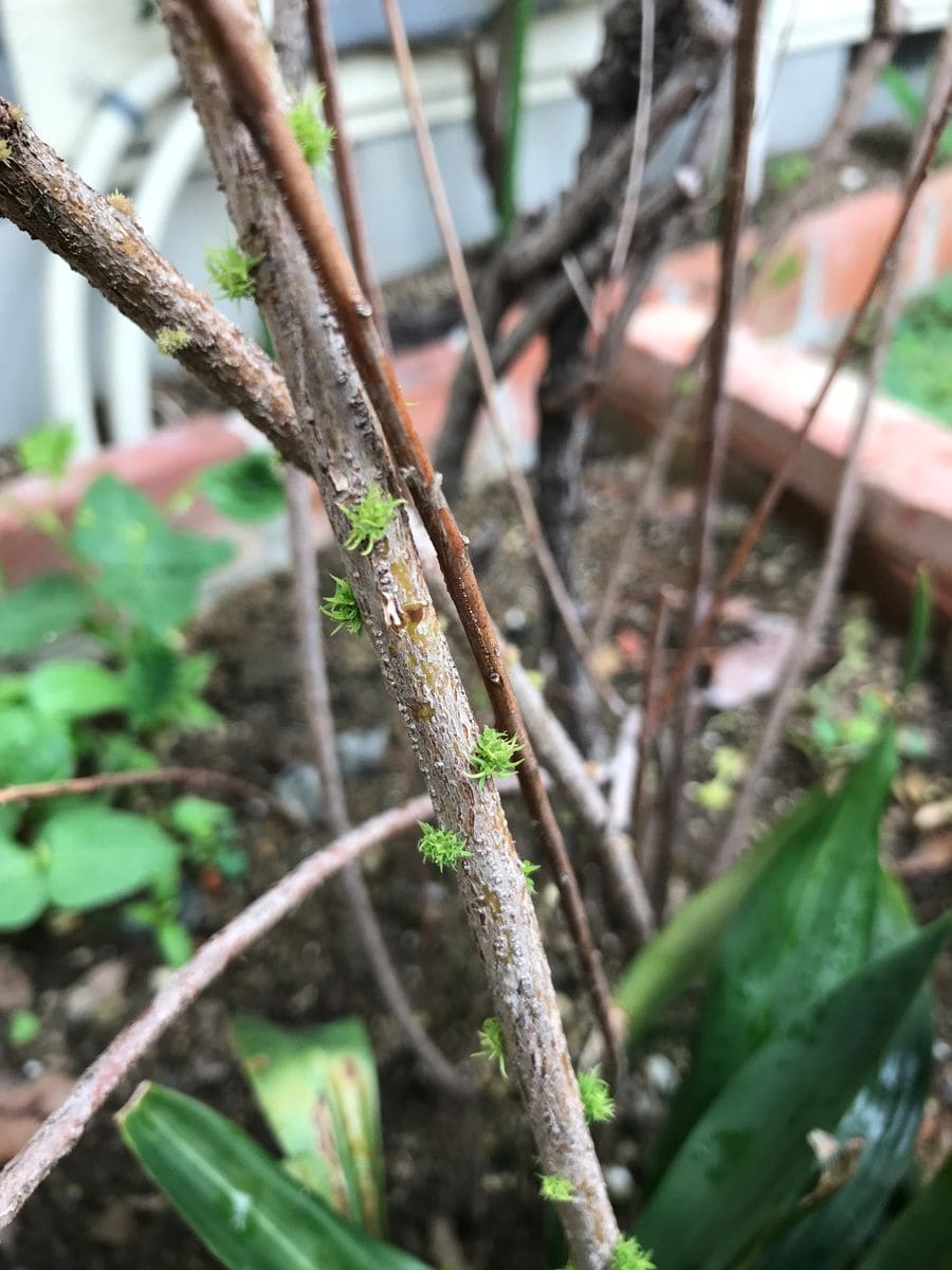 ここ2年花の苗を植えても育ちません。
それまでは普通に咲いて...