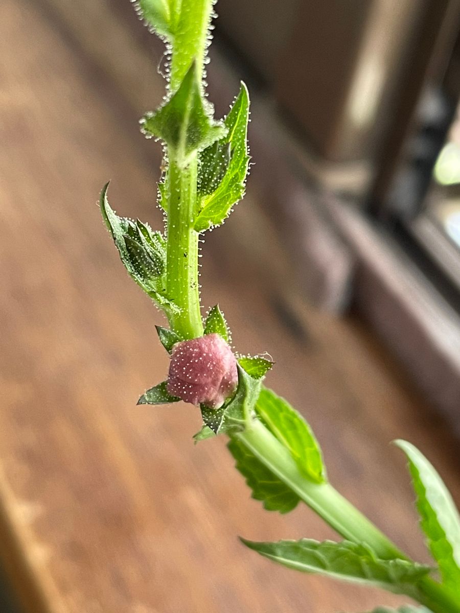 道路沿に咲いているこの花は何という花ですか？
外来種でしょう...