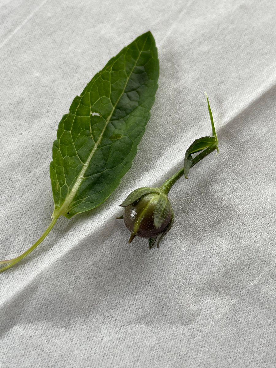 道路沿に咲いているこの花は何という花ですか？
外来種でしょう...