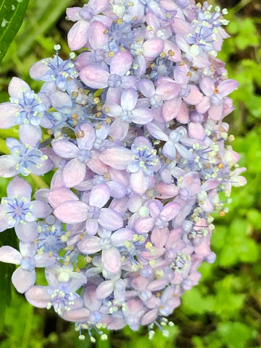 紫陽花の名前を教えて下さい。
お隣の紫陽花です。
とても小さ...