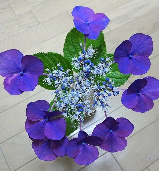 このガク咲の紫陽花の品種名を探しています。以前職場の花壇に植...