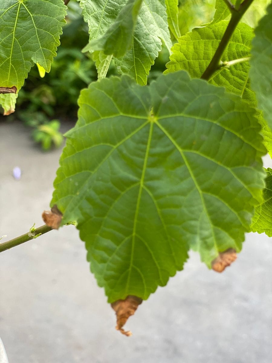 購入二年目で鉢植えのアブチロン姫りんごです。もともと挿木だっ...