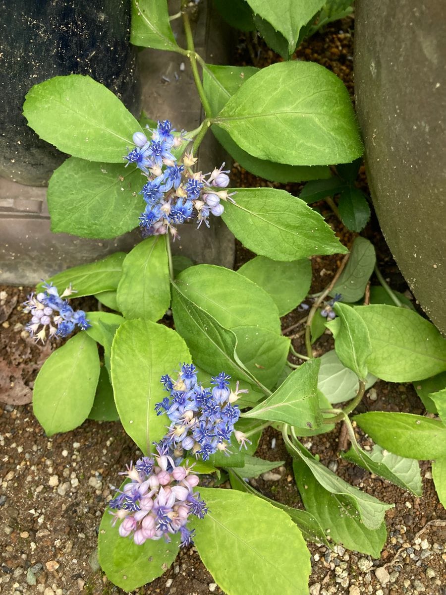 この紫陽花の名前を教えてください