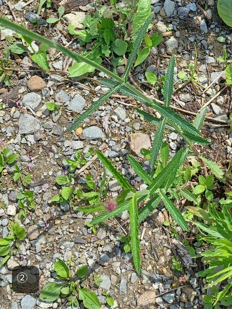 散策してて見つけた花の名前を教えて下さい。

調べたのですが...