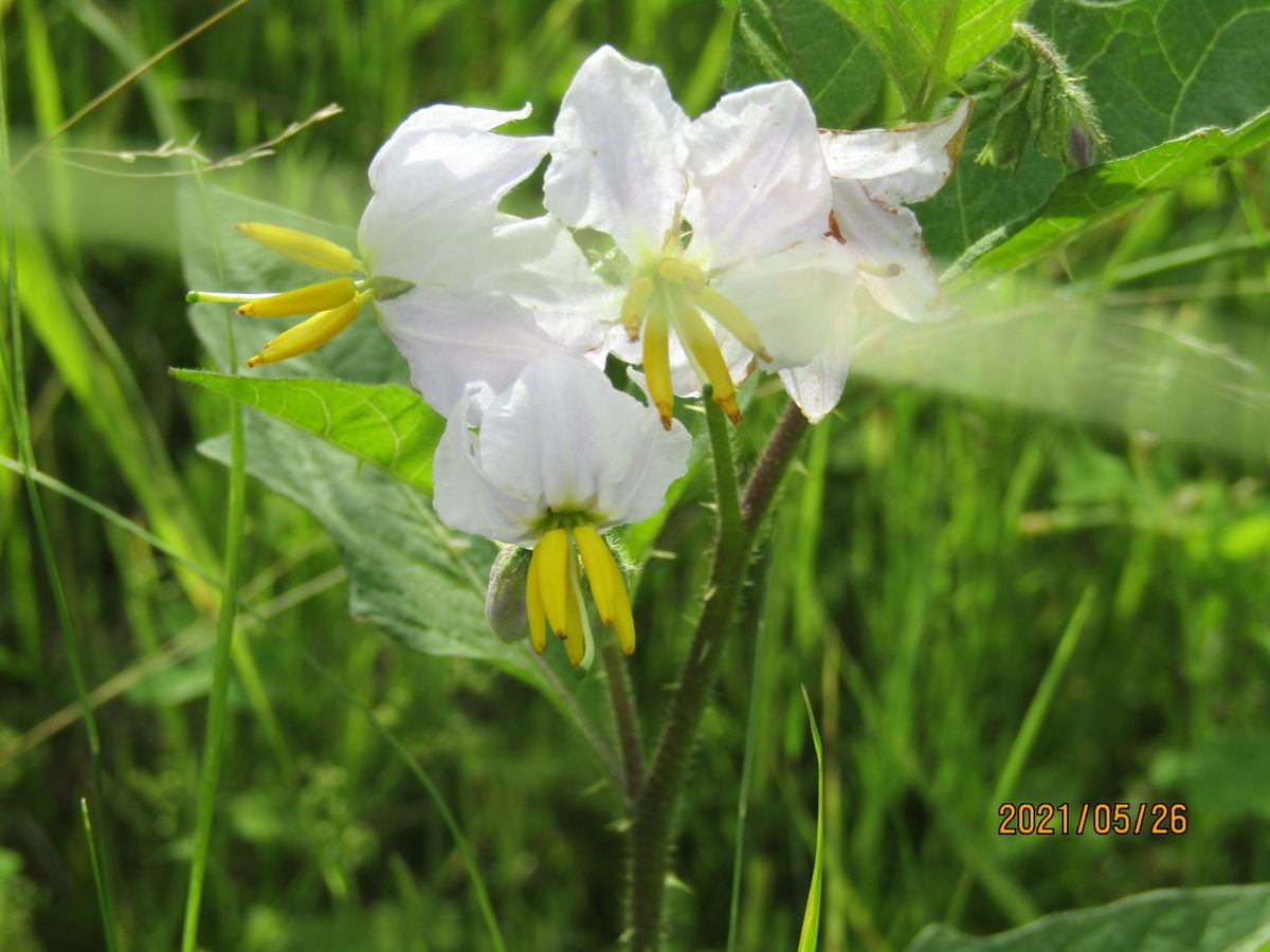 花の色は薄紫色で上品な色です。茄子の花に似ているような。
病...