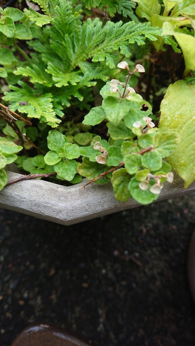 お知恵をお借りしたいです この植物は何だか分かりますか 想像...