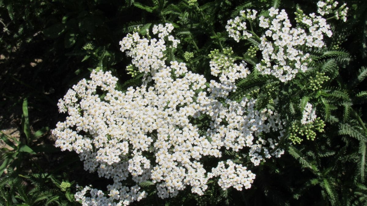 散歩で見かけた木や花を調べるのが趣味ですが
昨日の散歩で見か...