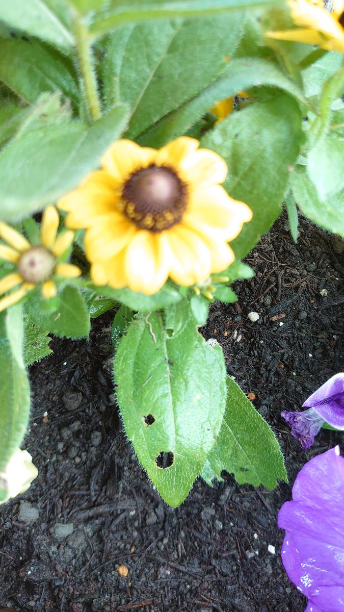 ルドベキアが虫食いの被害に遭っています 他の花 マリーゴー 園芸相談q A みんなの趣味の園芸