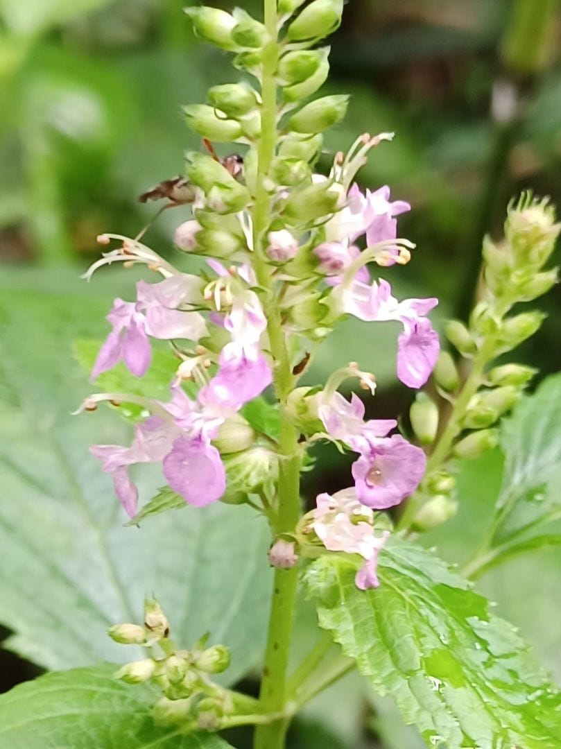 いつもお世話様になっております。

写真の花ですが似た草花が...