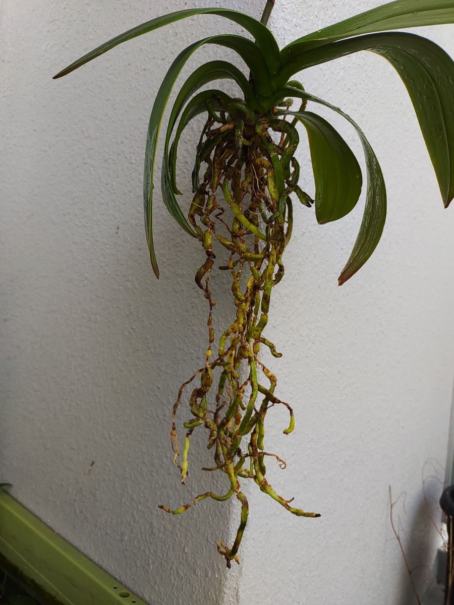 胡蝶蘭の根について質問です

水苔植えだった鉢植えの胡蝶蘭を...