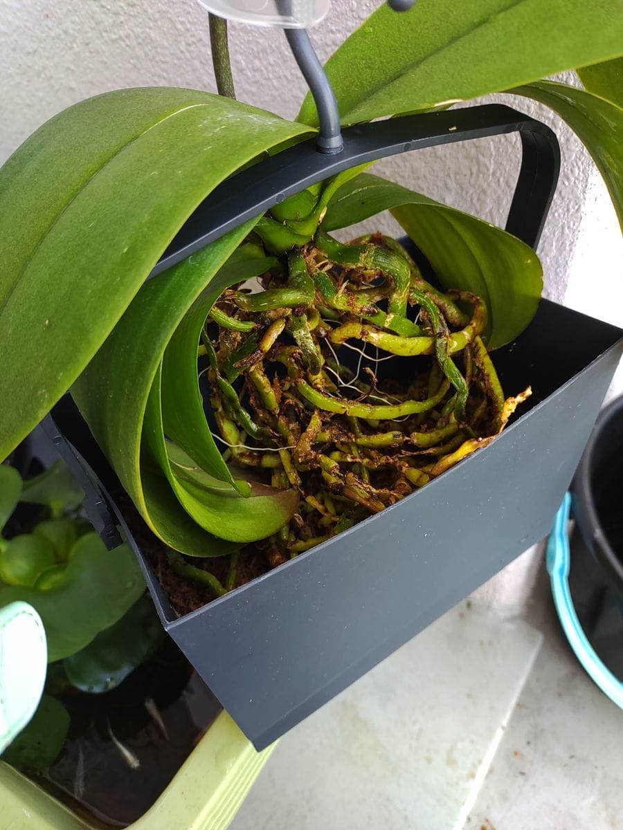 胡蝶蘭の根について質問です

水苔植えだった鉢植えの胡蝶蘭を...