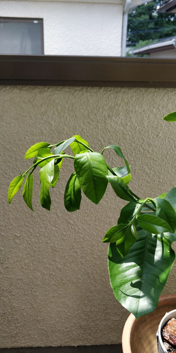 レモンの木が夏になってから葉や枝が日中の間に外に出すと添付