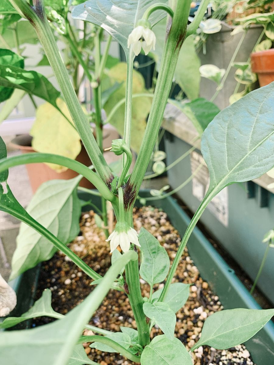 2枚目 閲覧注意 この虫はなんでしょうか 今日気づいたの 園芸相談q A みんなの趣味の園芸