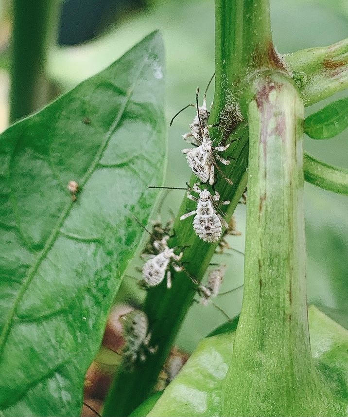 ⚠️2枚目、閲覧注意⚠️この虫はなんでしょうか？
今日気づい...