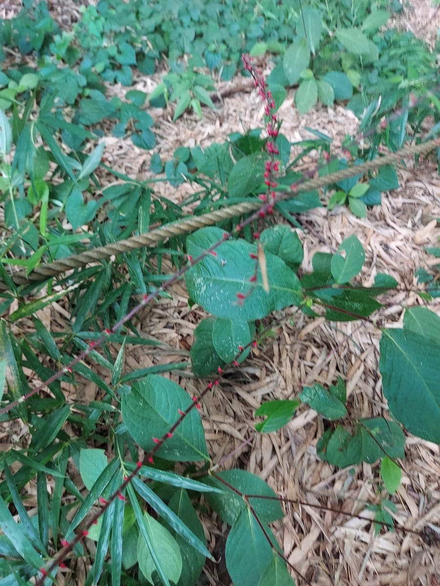 ウォーキング中に森林の中で見つけた花⁉️又は植物でしょうか⁉...