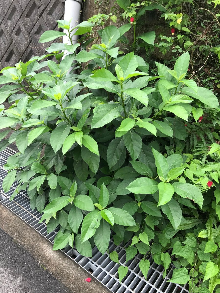 花が咲くかと、そのままにしてます。
何という植物ですか？（写...