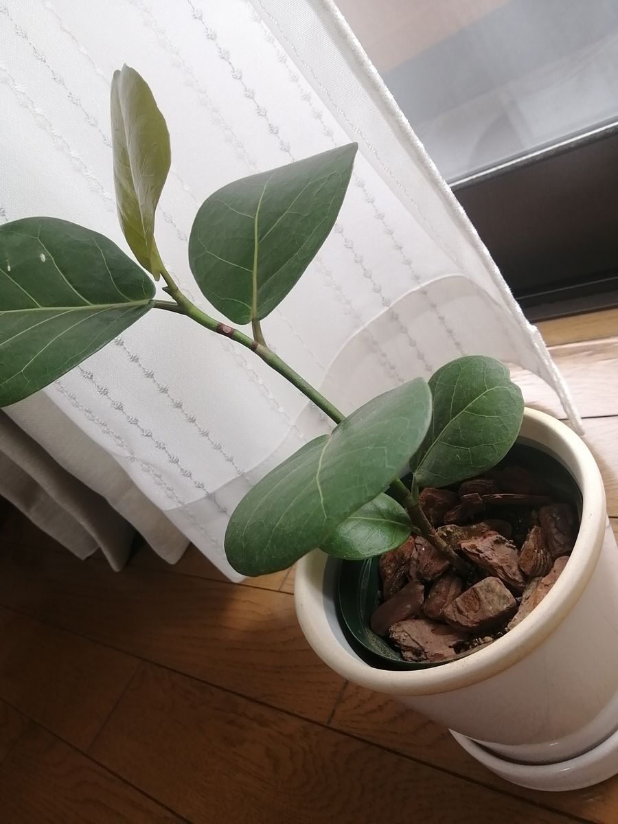 はじめまして。花屋さんで1か月程前に購入したシーグレープを育...