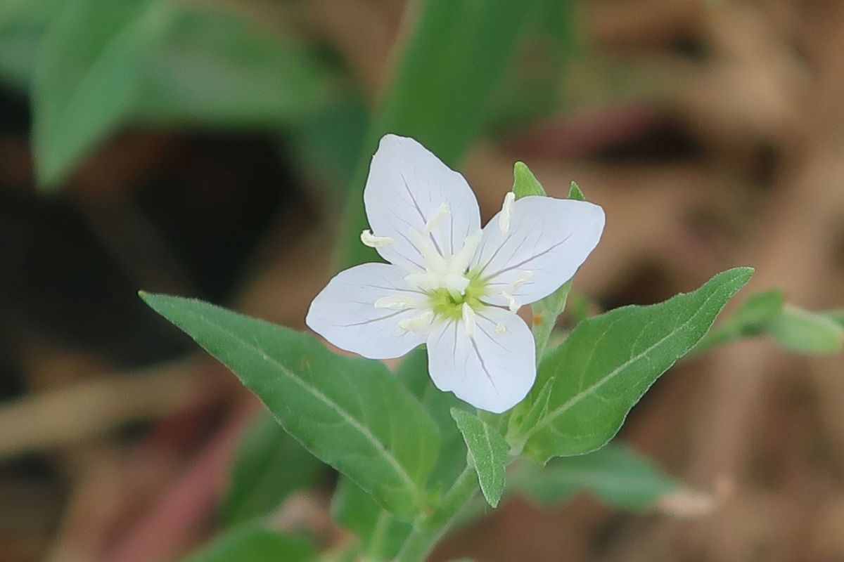 道端に咲いていました。１cm位の花です。